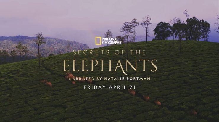 You are currently viewing ‘Secrets Of The Elephants’  Premieres Today